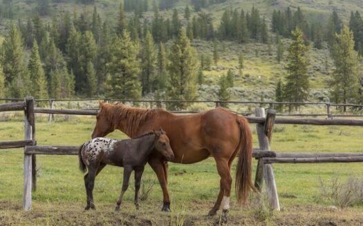 Arrow Ranch Montana